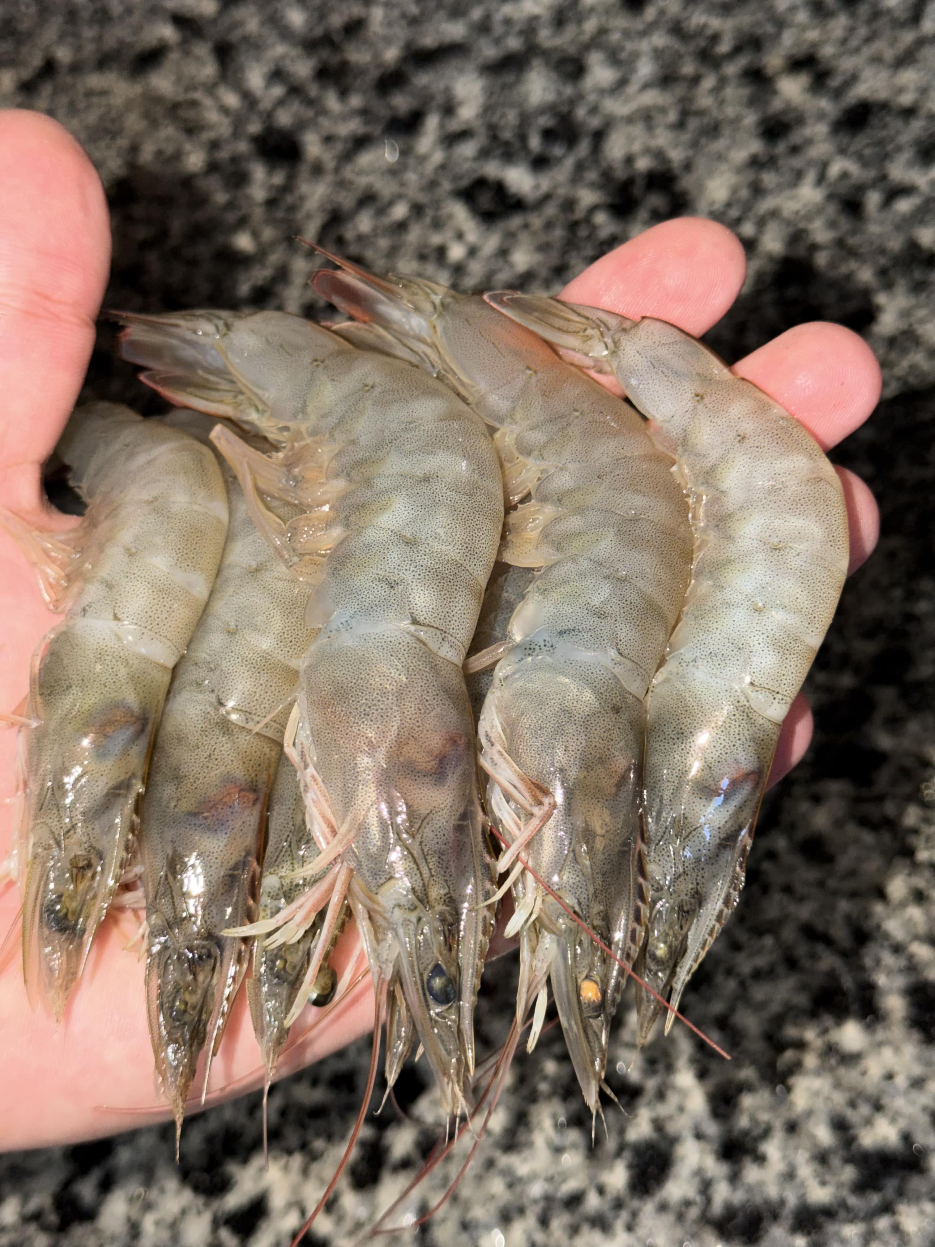 Fresh shrimp harvest at Ghalyoun
